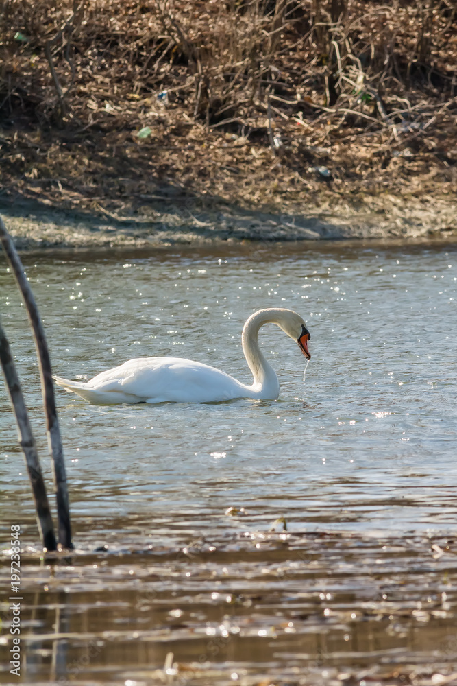 Naklejka premium Swan in water 