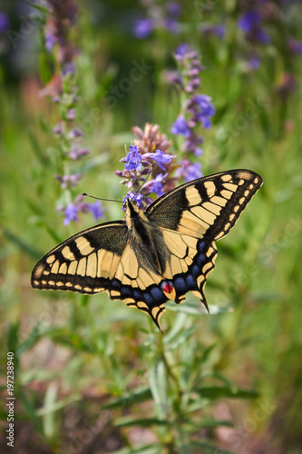 Beautiful butterfly Papilio Machaon sits on a green flower background on a meadow in the wild © Nataliia