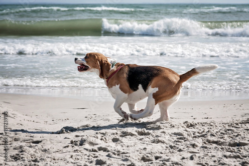 Dog beagle sea