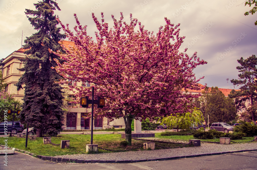 Naklejka premium Beautiful sakura tree of a perfect shape blossoming in the middle of the street fully covered with flowers. Uzhgorod, Ukraine