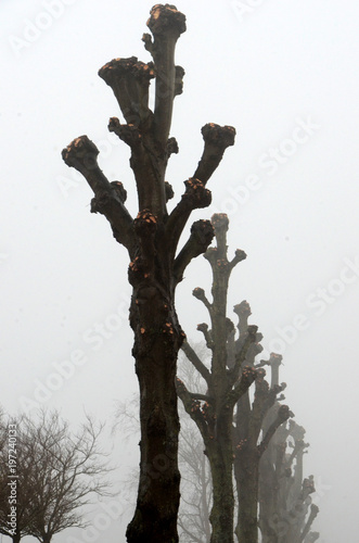 Konstfotografi Recently pollarded lime trees appear ghostly in a row in quite tight fog
