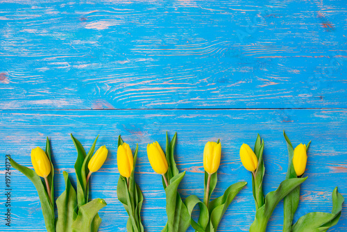 tulips overhead on blue wooden background. copy space