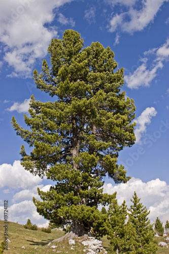 Zirbelkiefer auf dem Falzaregopass
