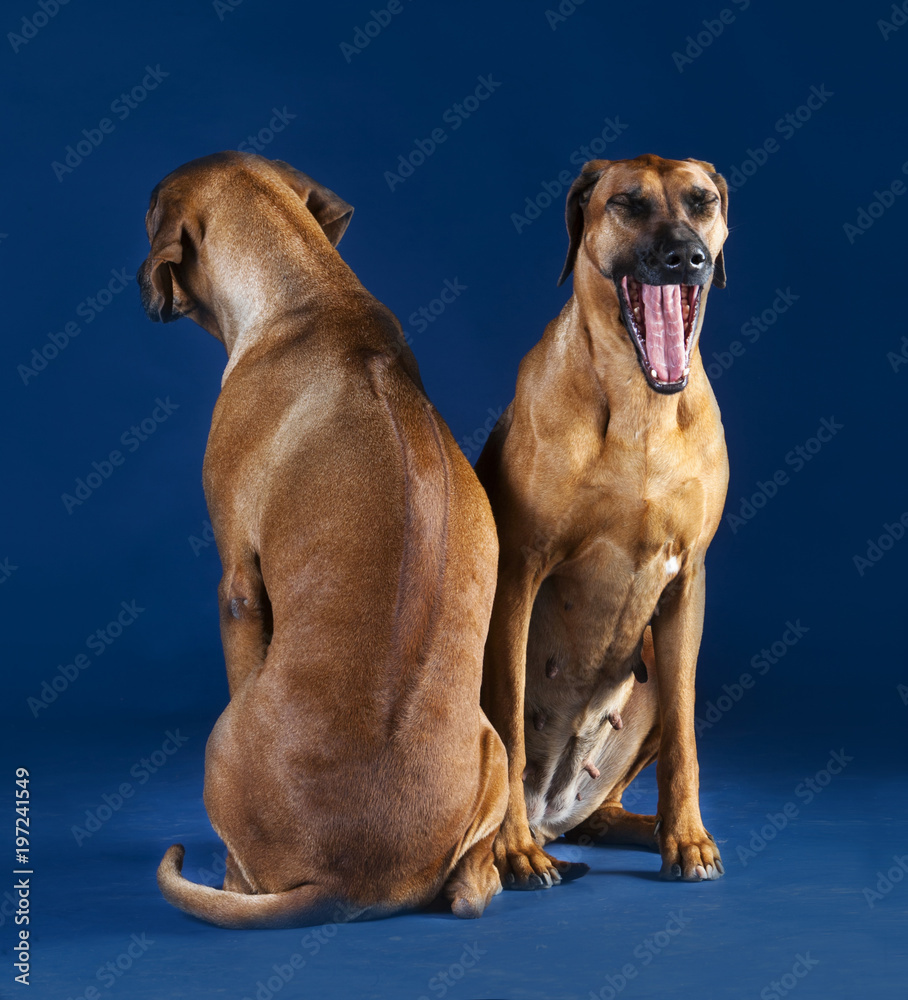 Obraz premium two rhodesian ridgeback seated in blue background, one front view yawning, the other back view