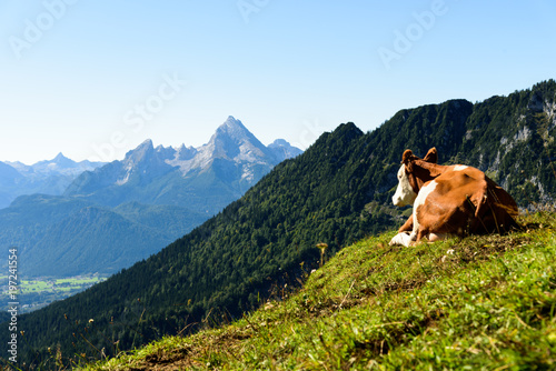 Kuh auf Weide relaxt II