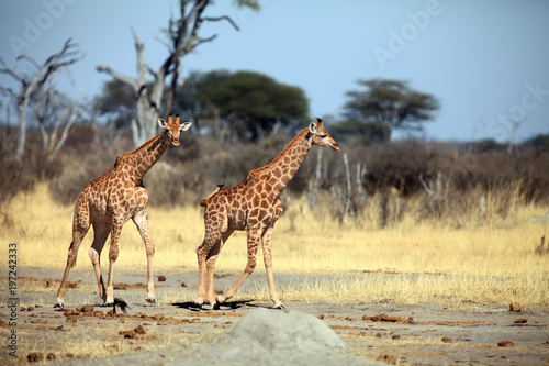 The Angolan giraffe  Giraffa giraffa angolensis   also known as Namibian giraffe  Pair of giraffes in dry savannah-