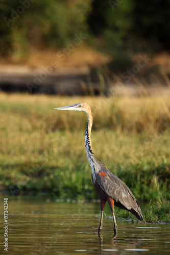 The Goliath heron (Ardea goliath), also known as the giant heron standing in the river. Big heron in the water. photo