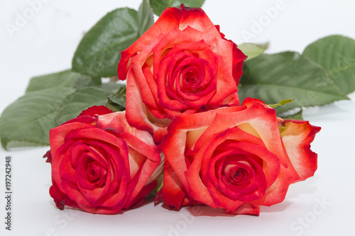 Fiore Rosa Rose con Foglie Red Roses