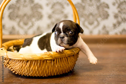 puppy, french bulldog, bulka, beautiful, small, toddler, black, white, © Элеонора Григорьева