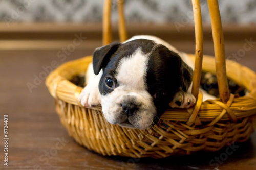 puppy, french bulldog, bulka, beautiful, small, toddler, black, white, © Элеонора Григорьева