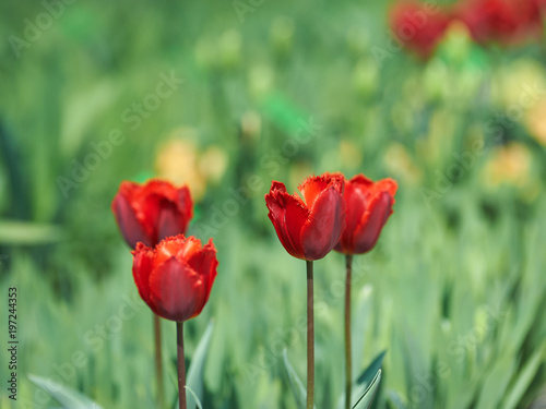  Beautiful spring tulips.