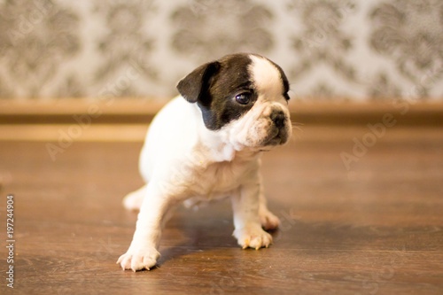 puppy, french bulldog, bulka, beautiful, small, toddler, black, white,