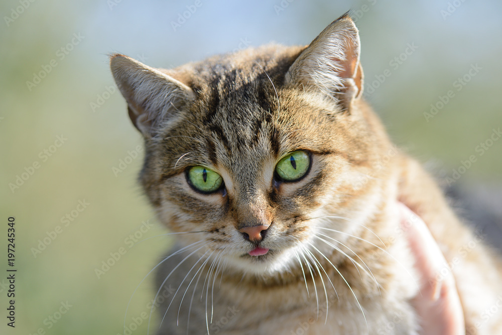 Beautiful green-eyed cat with sticking out tongue