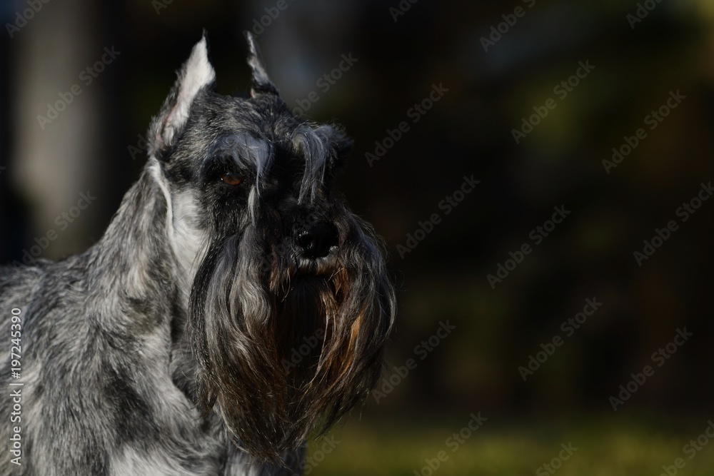 Miniature schnauzer champion