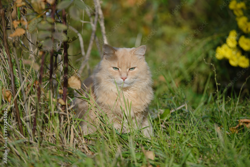 Persian furry cat sitting in the grass