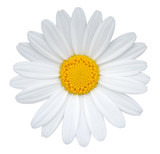 Daisy (Margerite) isolated on white background, including clipping path.