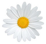 Beautiful Daisy (Marguerite) isolated on white background, including clipping path.