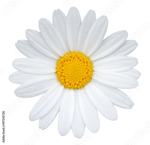 Stampa su tela Daisy (Margerite) isolated on white background, including clipping path