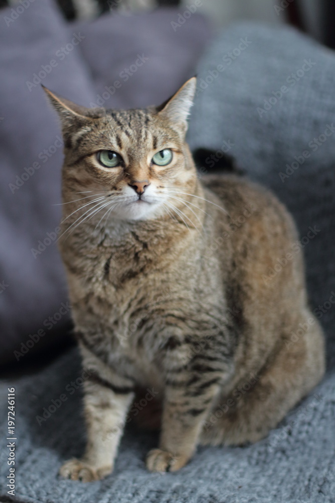 tabby, evil, face, angry, furious, cat, anger, bad, danger, looking, grey, one, feline, furry, aggressive, mad, head, eyes, fur, afraid, emotion, outdoor, portrait, canine, park, fall, dog, autumn, bu tabby, evil, face, angry, furious, cat, anger, bad, danger, looking, grey, one, feline, furry, aggressive, mad, head, eyes, fur, afraid, emotion, outdoor, portrait, canine, park, fall, dog, autumn, bu