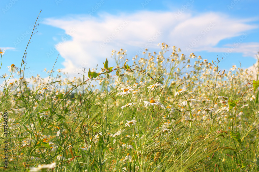 Wonderful Daisies meadow in the Lüneburg Heath, Germany.
Wonderful Daisies meadow in the Lüneburg Heath, Germany. Wonderful Daisies meadow in the Lüneburg Heath, Germany.
Wonderful Daisies meadow in the Lüneburg Heath, Germany.
