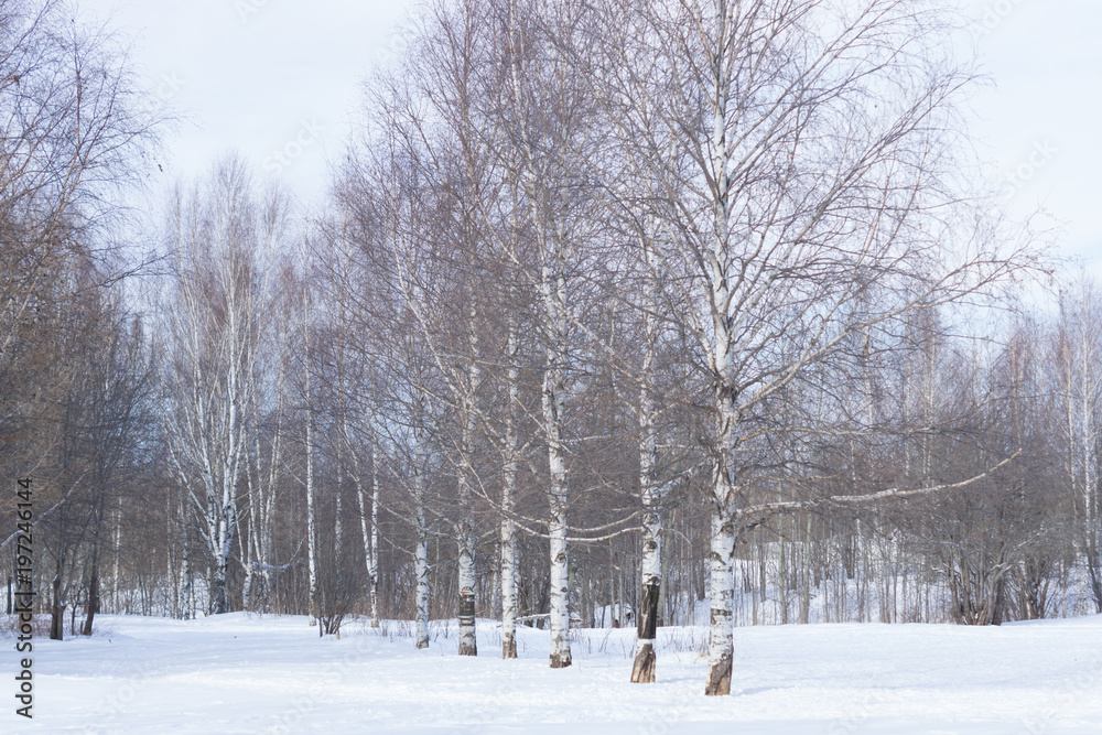 Fototapeta premium Birch grove in the winter