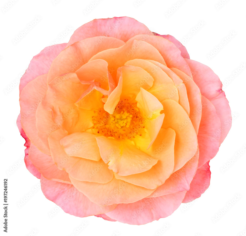 Fototapeta premium Beautiful Rose (Rosaceae) isolated on white background, including clipping path.