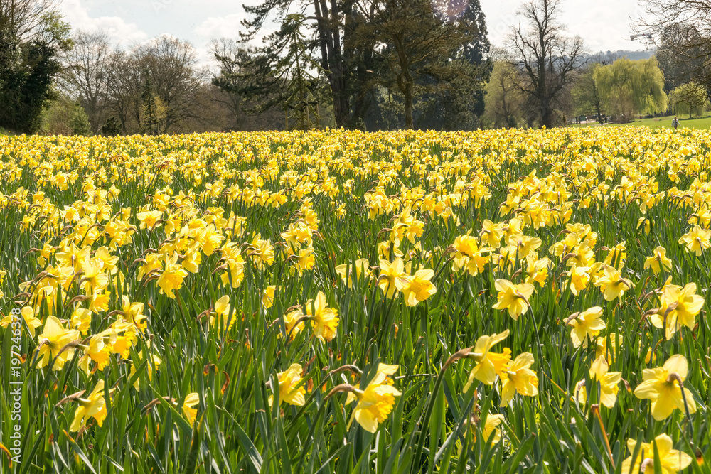 daffodils in spring daffodils in spring