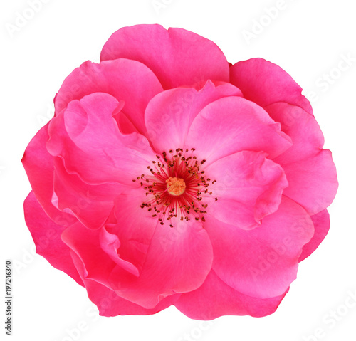 Beautiful red Rose (Rosaceae) isolated on white background, including clipping path.