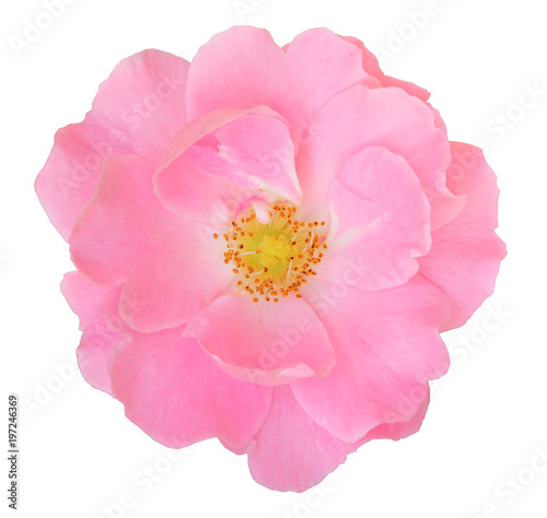 Lovely Rose (Rosaceae) isolated on white background, including clipping path.