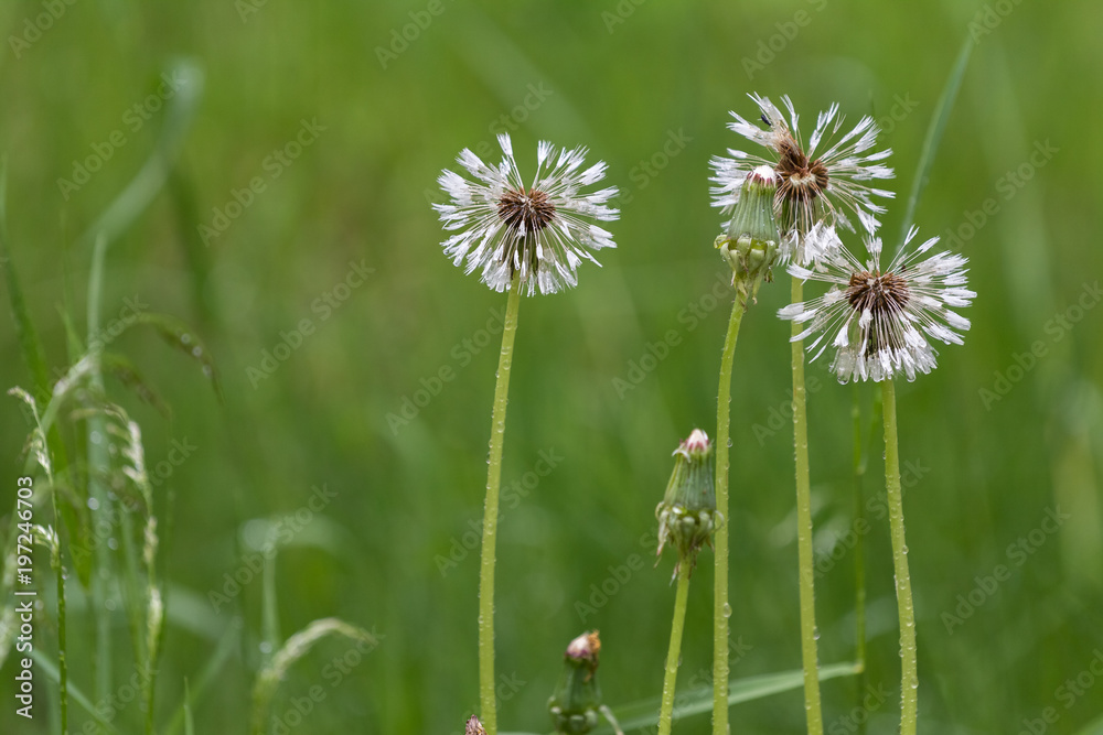 faded dandelions after rain