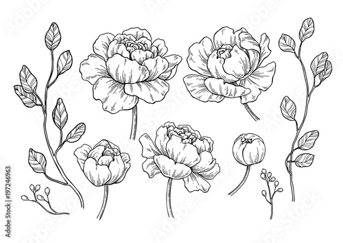 Peony flower and leaves drawing. Vector hand drawn engraved flor
