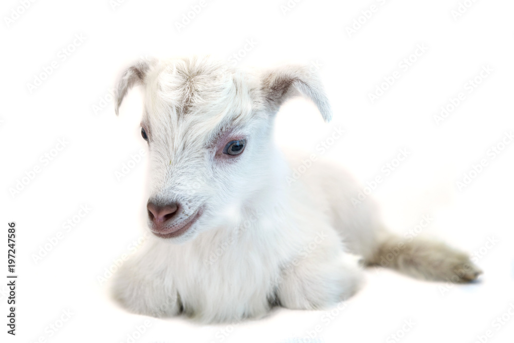 Lamb in front of a white background Lamb in front of a white background