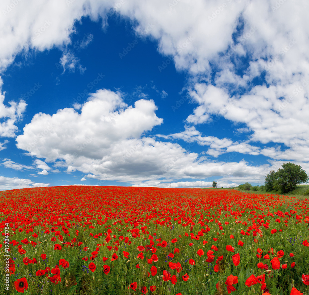 Summer floral background of nature - flowers of red poppies. Summer landscape with red poppies . A big plan is summer flowers.