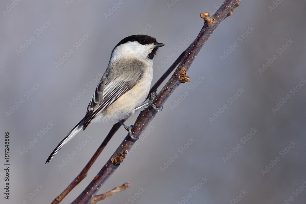 Willow tit sitting on a branch of an apple tree (firmly clings claws). Willow tit sitting on a branch of an apple tree (firmly clings claws).