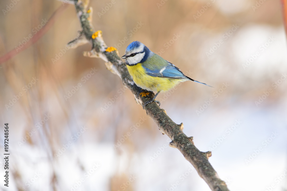Eurasian blue tit sits on a branch covered with lichens against a background of dry grass. Eurasian blue tit sits on a branch covered with lichens against a background of dry grass.