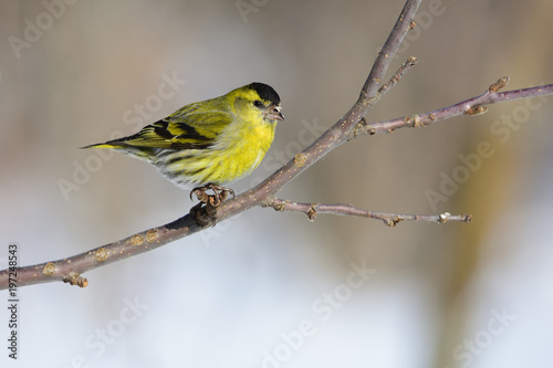 Claws firmly hold the eurasian siskin on the branch of a wild apple tree.