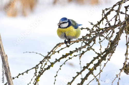 The Eurasian blue tit sits on a branch of larch against the background of snow.