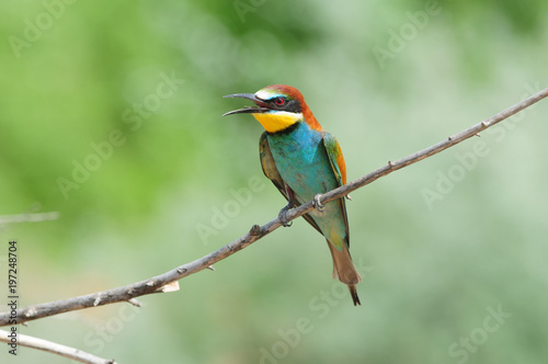 European bee-eater its with an open beak and spread wings.