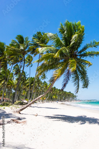 Beautiful coconut trees in Praia dos Carneiros beach, Pernambuco,