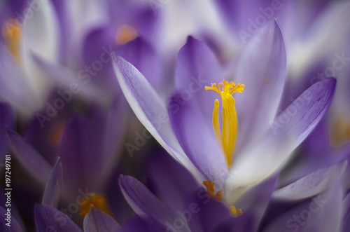 Photo close small spring flowers crocuses