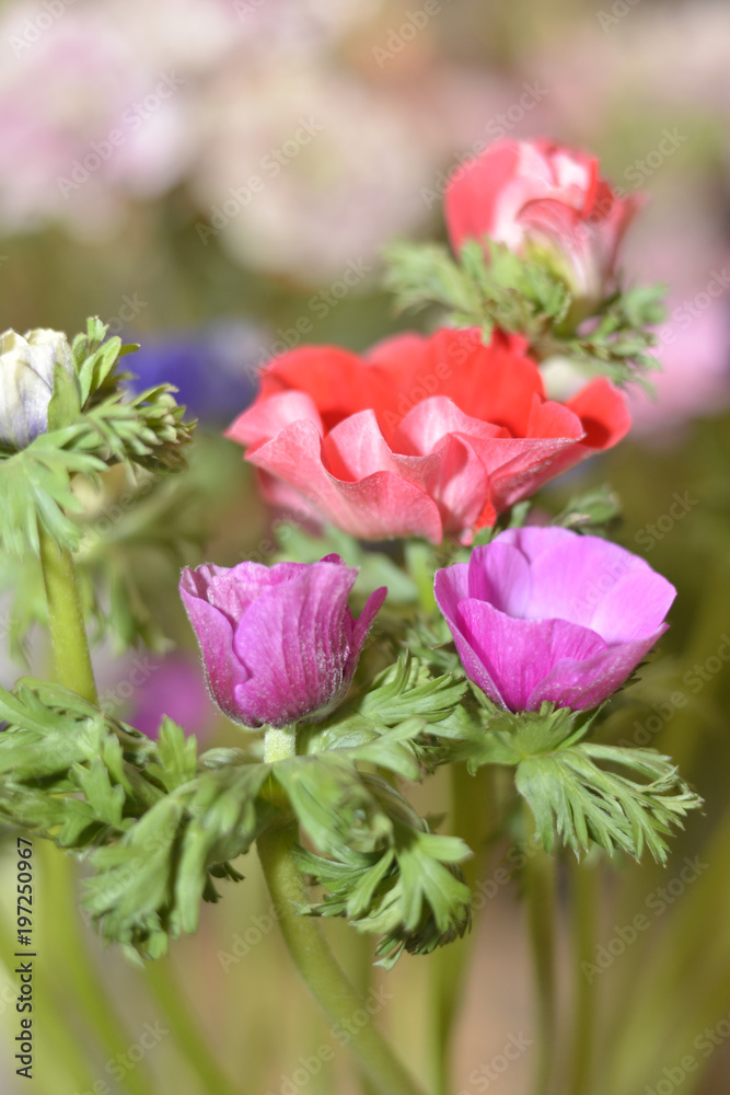 Obraz premium bouquet de fleuriste