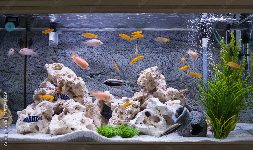 Fototapeta premium Aquarium with cichlids fish from lake malawi