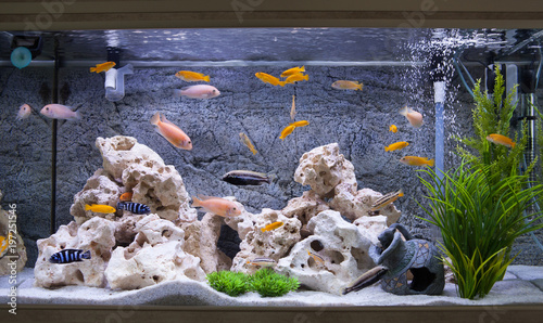 Fotografia Aquarium with cichlids fish from lake malawi