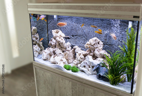 Fototapeta Aquarium with cichlids fish from lake malawi
