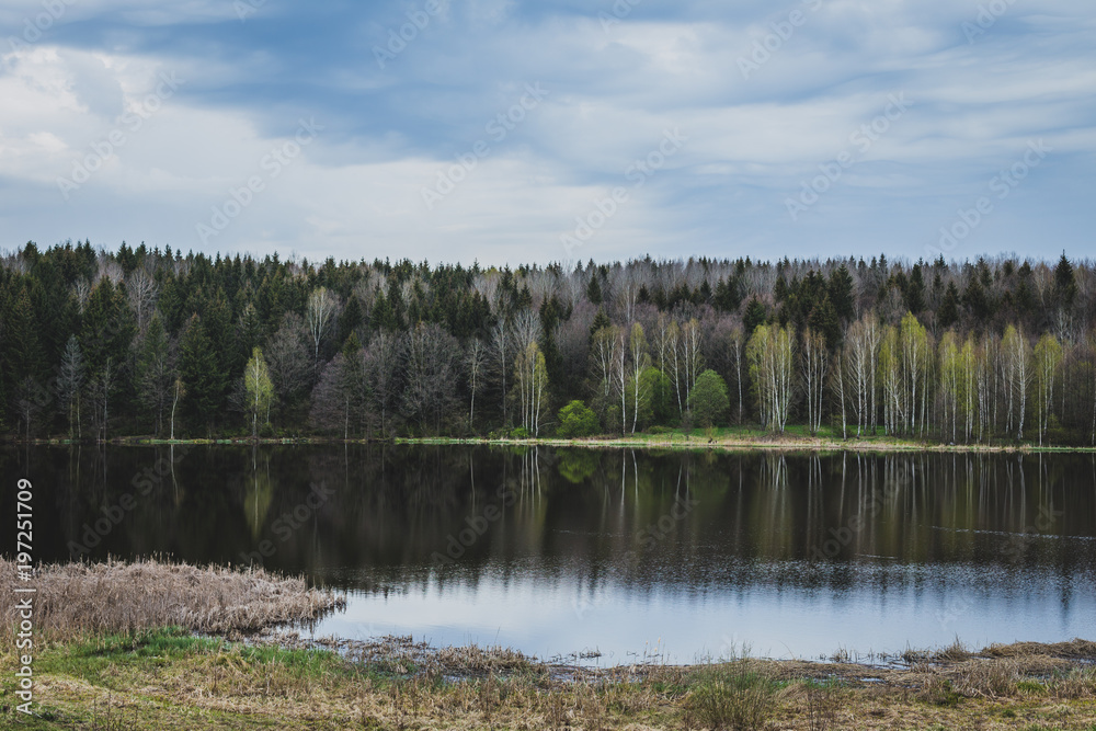 Birch trees on the shore of the lake