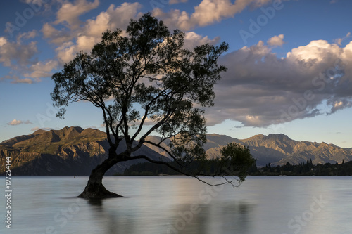 Wanaka Tree, Wanaka, New Zealand