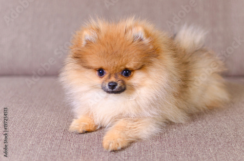 adorable fluffy pomeranian puppy lying on the couch