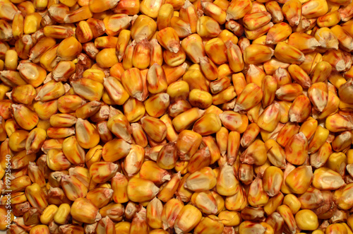 Кукурузные зерна текстура