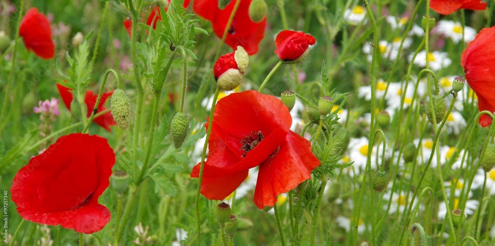 Obraz premium red poppies and white camomiles on the field