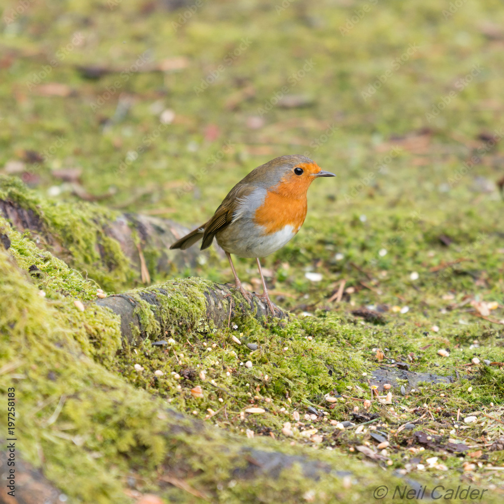 Robin red breast.